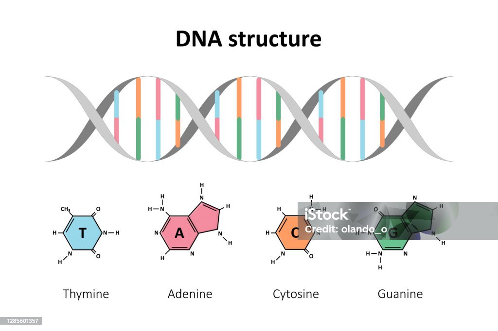 Normal Dna Dna Structure Double Helix Stock Illustration - Download Image Now ...