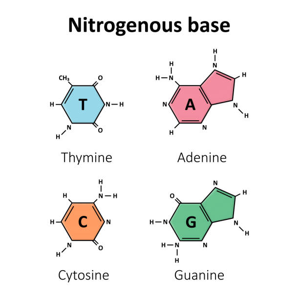 Nitrogenous base of DNA Nitrogenous base of DNA, Molecular biology dna nucleotide stock illustrations