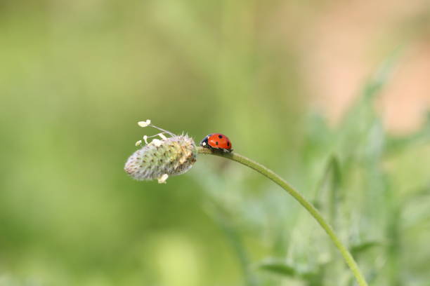 Ladybug Colorful Squares in Nature Environment Ladybug Colorful Squares in Nature Environment çevre stock pictures, royalty-free photos & images