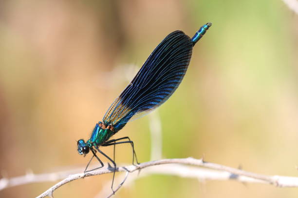 watching the helicopter bug in nature watching the helicopter bug in nature çevre stock pictures, royalty-free photos & images