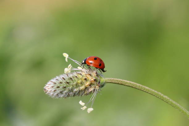 istock Ladybug Colorful Squares in Nature Environment 1285602597