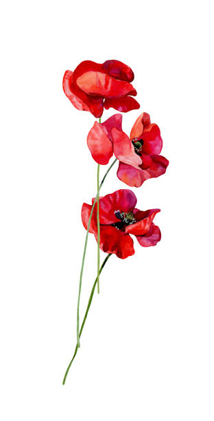 Watercolor three scarlet poppies on a white background Watercolor three poppies on a white background red poppy stock illustrations