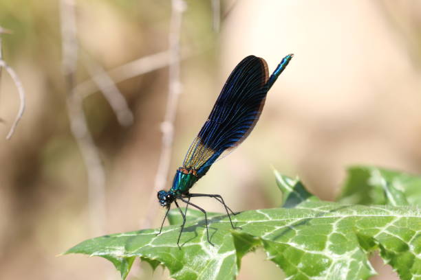 watching the helicopter bug in nature watching the helicopter bug in nature çevre stock pictures, royalty-free photos & images