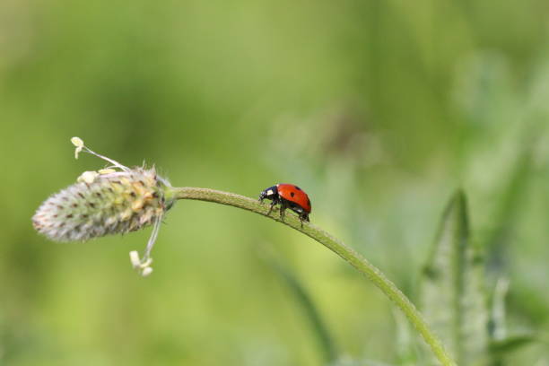 istock Ladybug Colorful Squares in Nature Environment 1285603574
