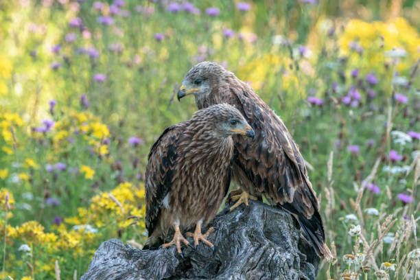 istock Two juvenile Red Kite portrait (Milvus milvus). 1285604024