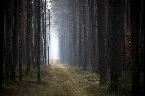 Foggy autumnal morning in an old pine forest near Nidzica, Mazury region, Poland. Foggy landscape and mystical mood. Selective focus on the plants, blurred background.
