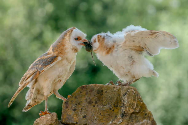 istock close up of a Barn owl (Tyto alba). 1285604983