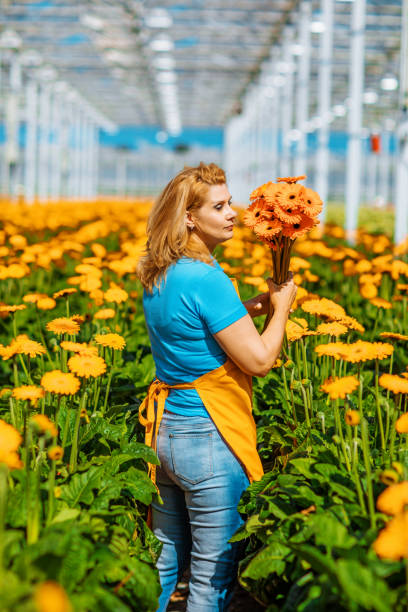 istock A beautiful blond female Gerbera greenhouse worker 1285605138