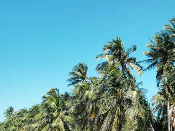 Row of Coconut Trees Along the Beach Against Clear Blue Sky