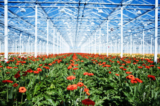 istock A Gerbera Flower Greenhouse in Holland 1285605948