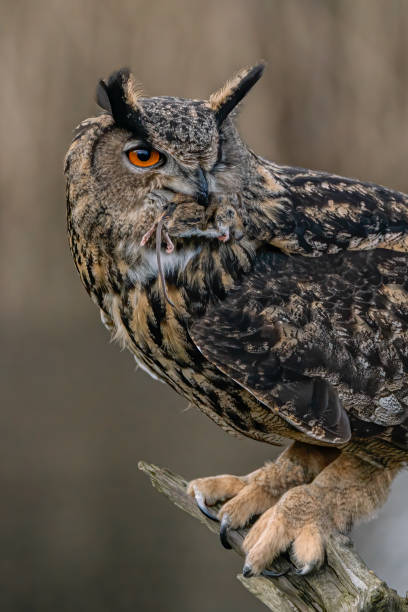 istock Eurasian Eagle owl (Bubo bubo) on a branch eating a mouse. 1285608507