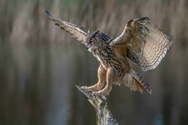 istock Landing of a Eurasian Eagle-Owl (Bubo bubo)  reaching out 1285608510