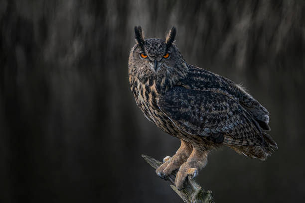 Beautiful Eurasian Eagle owl (Bubo bubo) on a branch. Beautiful Eurasian Eagle owl (Bubo bubo) on a branch. Bright orange eyes. Noord Brabant in the Netherlands. eurasian eagle owl stock pictures, royalty-free photos & images