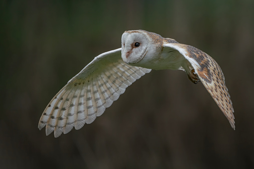 Flying Barn owl (Tyto alba), hunting. Dark green background. Noord Brabant in the Netherlands.