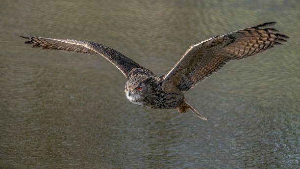 istock European Eagle Owl (Bubo bubo) flying low above a lake. 1285608553