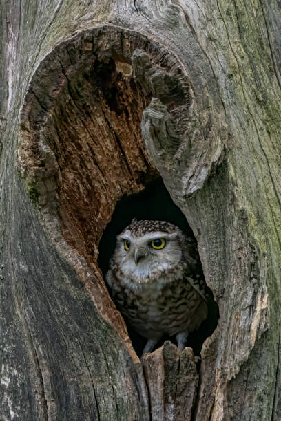istock Juvenile Burrowing owl (Athene cunicularia) in a hollow tree. 1285608588