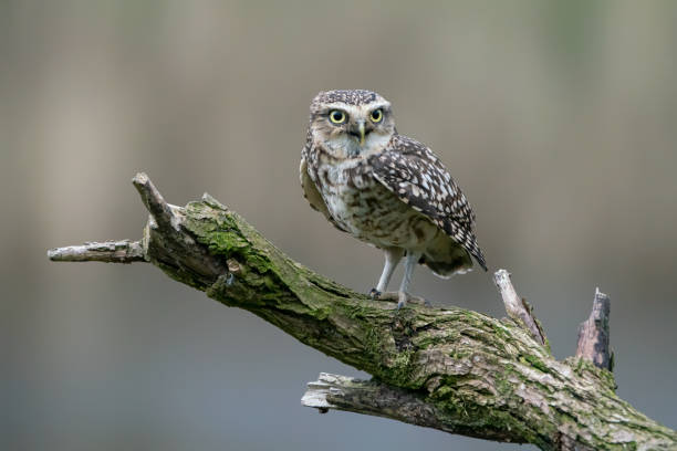 istock Cute Burrowing owl (Athene cunicularia) sitting on a branch. 1285608629