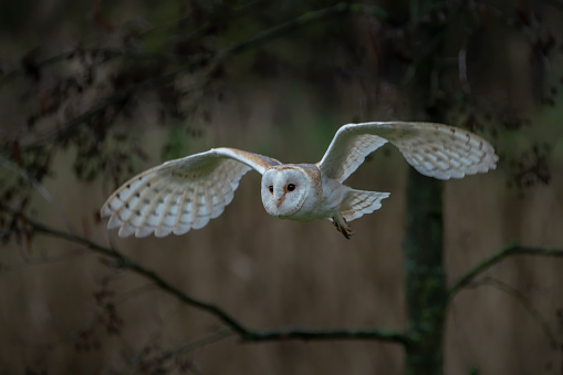 Flying Barn owl (Tyto alba), hunting. Dark green background. Noord Brabant in the Netherlands.