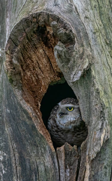 istock Juvenile Burrowing owl (Athene cunicularia) in a hollow tree. 1285608645