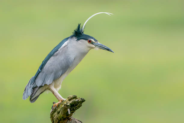 istock Beautiful Black-crowned Night Heron (Nycticorax nycticorax) on a branch 1285608699