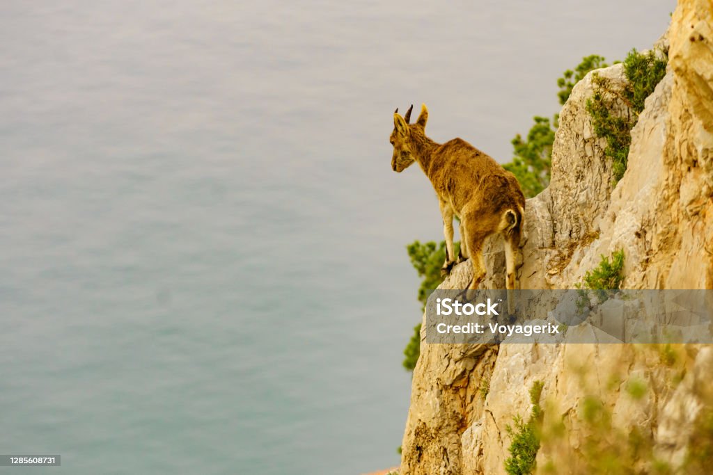 Wild mountain goat on rock in Spain Wild mountain goat spanish ibex in rocky landscape. Wildlife animals. Ibex Stock Photo