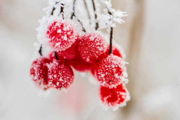 istock frozen red berries with hoarfrost at cold winter day 1285609863