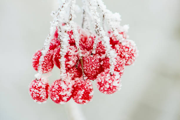 istock frozen red berries with hoarfrost at cold winter day 1285610754