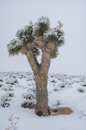 Death Valley national park