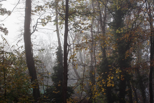 istock Foggy Morning in the Autumn Forest 1285611626