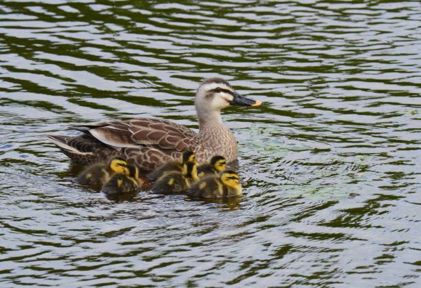 Spot-billed ducks parent and child