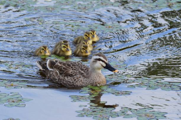 istock Spot-billed ducks parent and child 1285611772