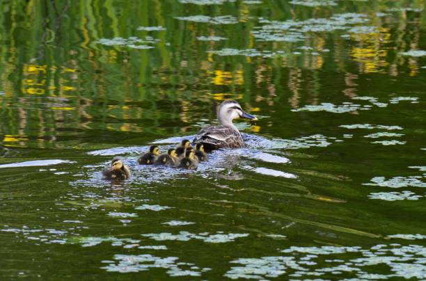 istock Spot-billed ducks parent and child 1285611774