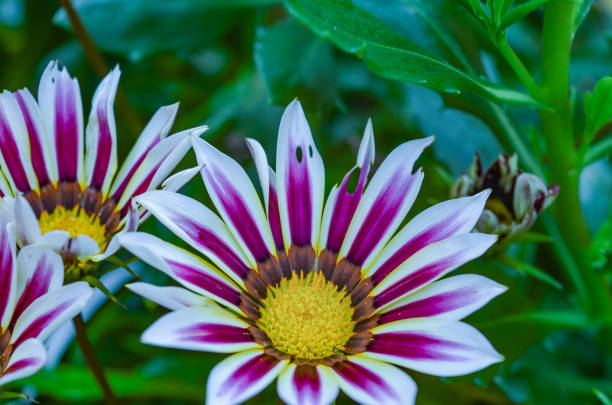 Close-up of beautiful and colorful flowers