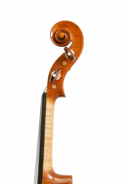 Photo of Violin headstock on white background