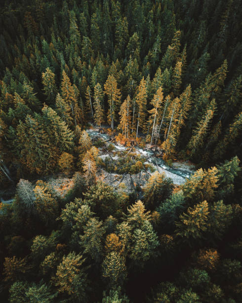 istock autumn forest in the dolomites 1285611975