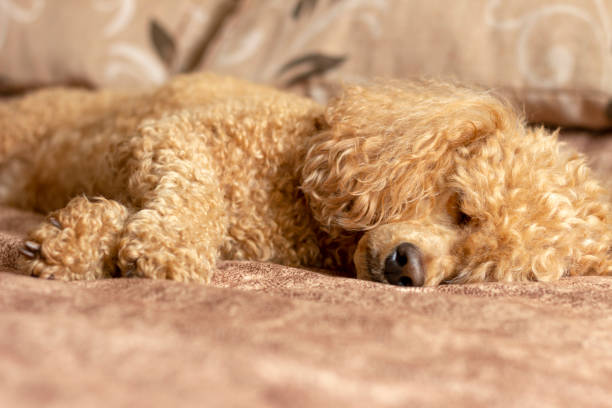 istock Fluffy brown poodle sleeping on the bed. 1285613981
