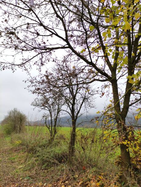 istock Autumn trees on a foggy day 1285615129
