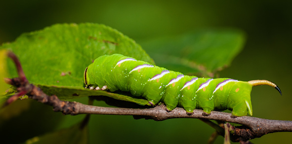 If you’ve ever grown garden tomatoes, chances are you have dealt with hornworms. These green caterpillar pests can be found in most any region of the United States and can ruin your tomato crop in record time. And not just tomatoes, hornworms also feed on eggplants, peppers and potatoes.\n\nThey are about 5 inches long and are pale green with black and white markings, so they blend in quite easily with the green foliage. They feed non-stop, creating spotty and chewed leaves and fruit.