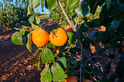 Some juicy and ripe persimmons ready for harvest