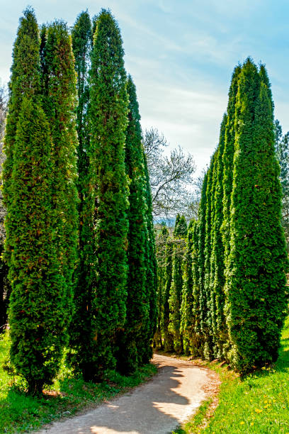 istock Thuja alley in park Kislovodsk. 1285617714