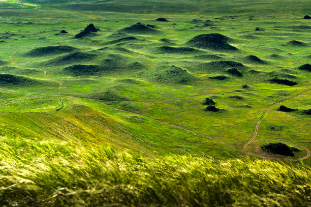 Steppe Steppe grass in eastern Mongolia trailblazing stock pictures, royalty-free photos & images