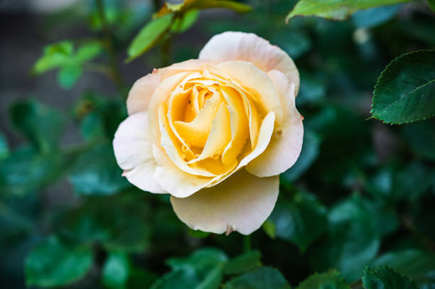 A horizontal shot of a white garden rose surrounded by greenery under the sunlight with a blurry background