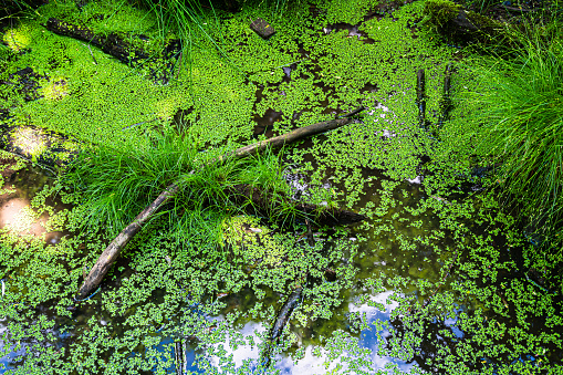 A closeup shot of water surface with green duckweeds