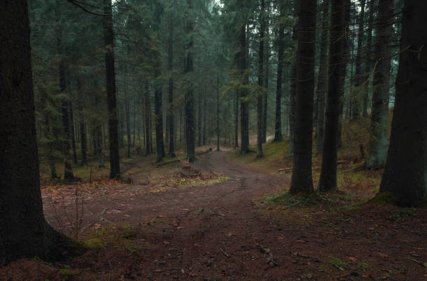 istock dirt road in dark autumn northern  forest in fall 1285619727