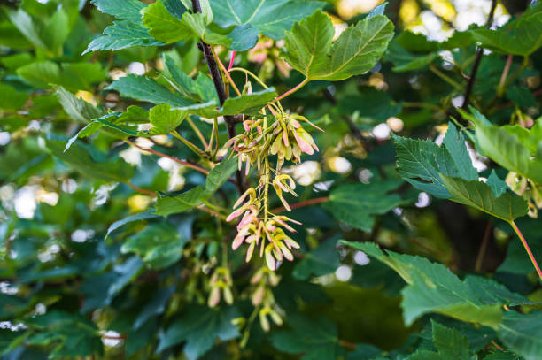 istock A closeup shot of the flowers sprouting on the tree branches 1285619847