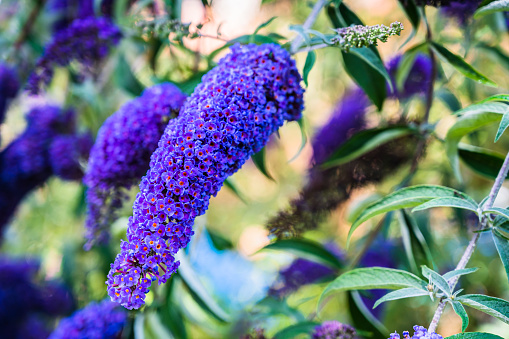 A selective focus shot of a honey bee collecting pollen on blooming purple Buddleja