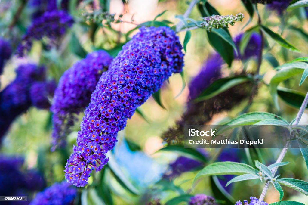 A selective focus shot of a honey bee collecting pollen on blooming purple Buddleja Buddleia Stock Photo