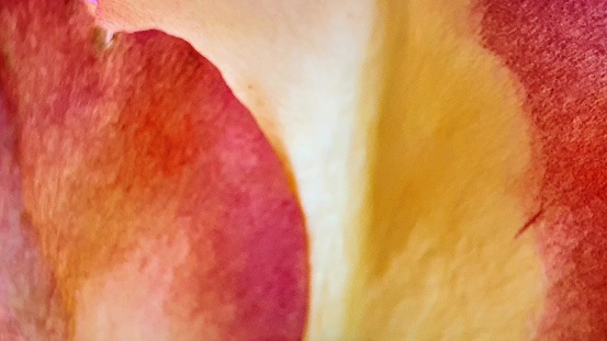 Close up of red and yellow petals