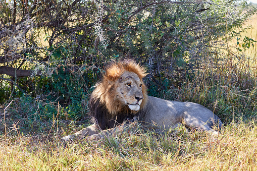 Lion in tall grass surveying the area