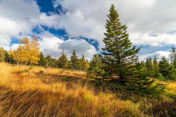 Autumn in the Harz mountains in Germany